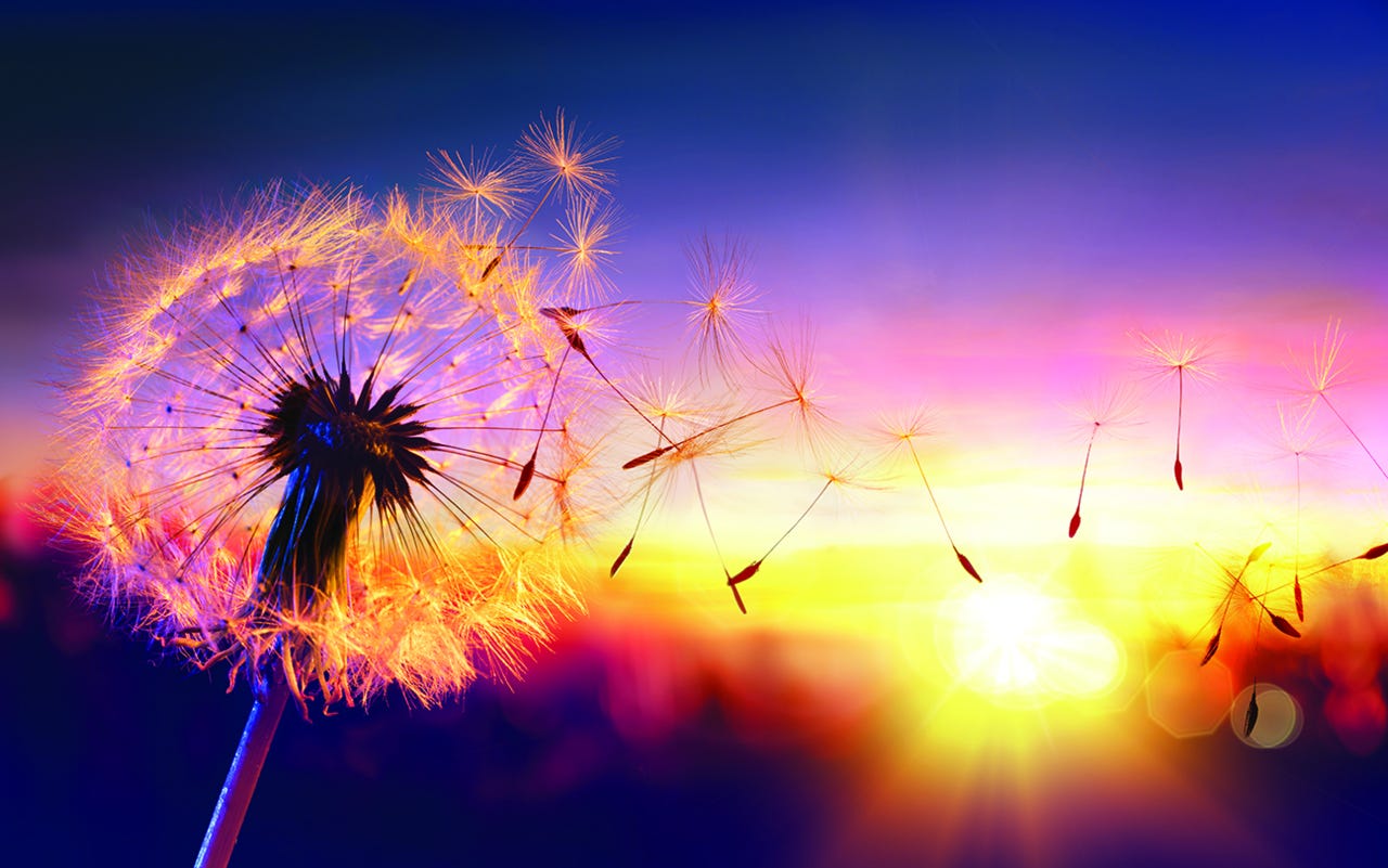 Blowball With Seeds Flying To The Sky