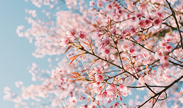 pink cherry blossom tree