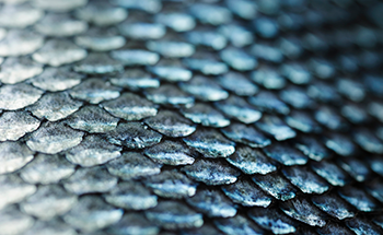 salmon fish scales up close